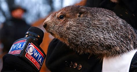 how old is punxsutawney phil 2022.
